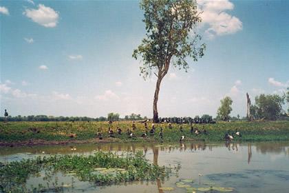 Kakadu