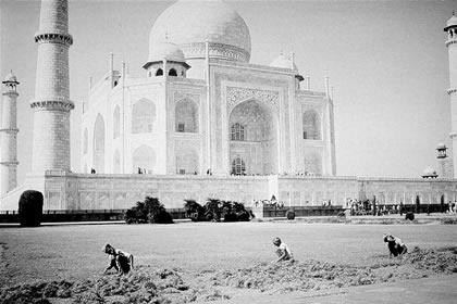 Taj Mahal Gardeners