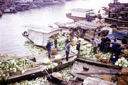 Suzhou Cabbages